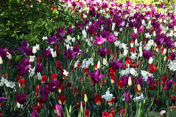 Gartenbuchartikel Teil 1: Blumenzwiebel Trends 2025 Maximalismus und starke Farbkontraste