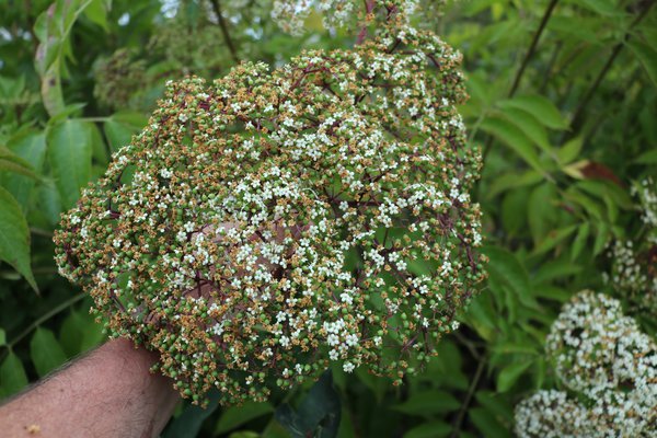 Gartenholunder Howunder York Sambucus canadensis York, holunder pflanzen