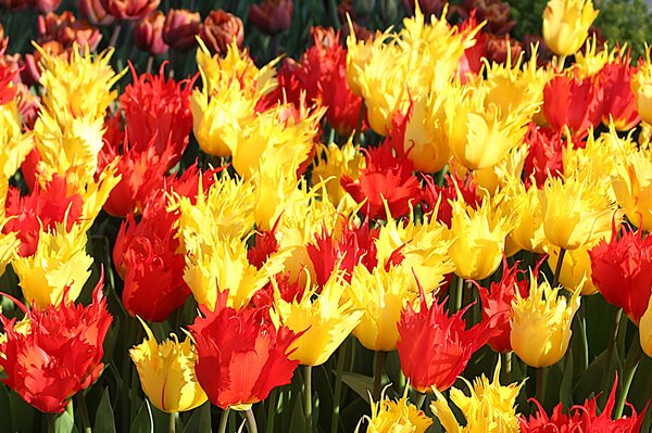 Gartenbuchartikel Teil 1: Blumenzwiebel Trends 2025 Maximalismus und starke Farbkontraste