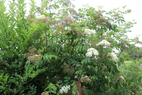 Permakultur Pflanzbeet Im Apfelwald, Gartenholunder Howunder York, Sambucus canadensis, Lubera