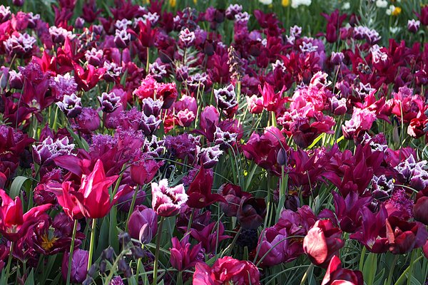 Gartenbuchartikel Teil 1: Blumenzwiebel Trends 2025 Maximalismus und starke Farbkontraste