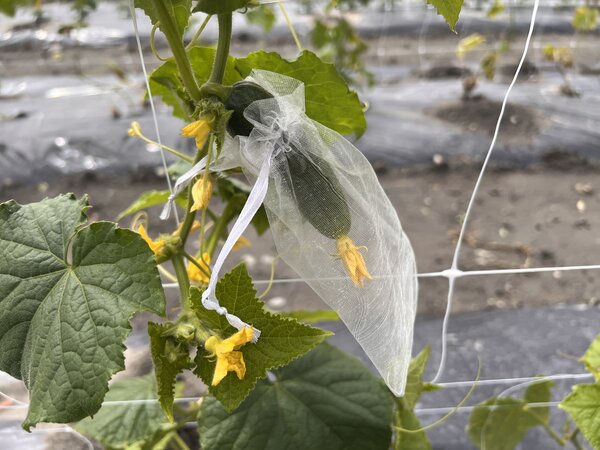 Gurken best�uben, Cucumis sativus