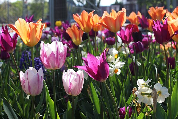 Gartenbuchartikel Teil 1: Blumenzwiebel Trends 2025 Maximalismus und starke Farbkontraste