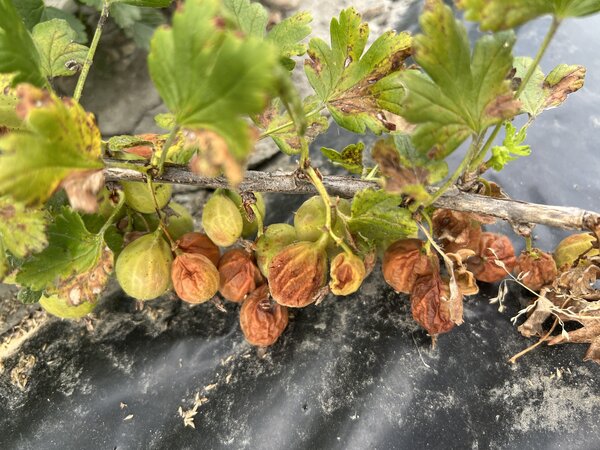 Stachelbeere Lady Sun Sonnenbrand, Ribes uva-crispa