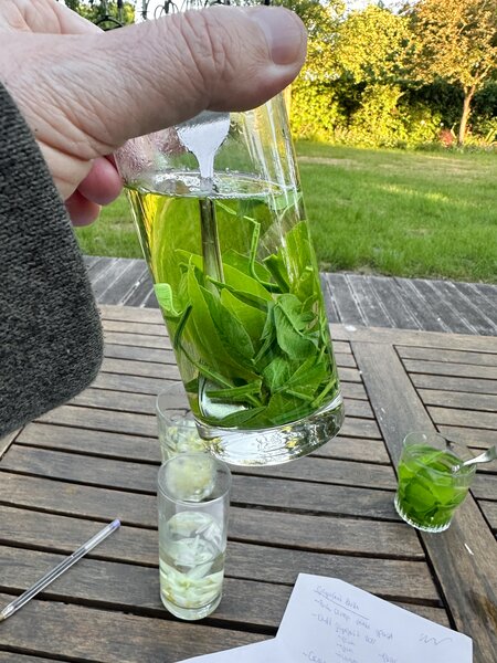 Degustation, Koffein in ZitrusblÃ¼ten, Tee, Orangen, aus BlÃ¤tter, Glas mit OrangenblÃ¤ttern