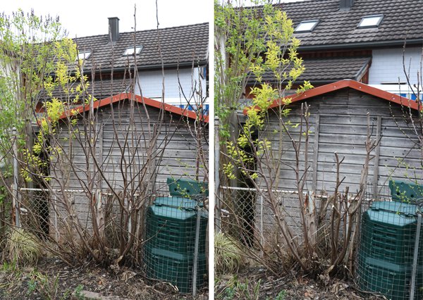 Herbstfeige vor und nach dem Winterschnitt