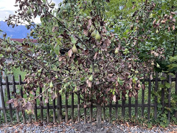 Birnbaum verliert Bl&auml;tter