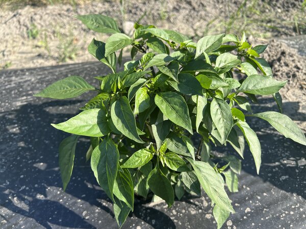 Chili