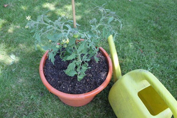 Wann Tomaten pflanzen