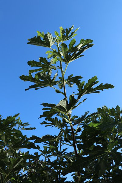 Sommerschnitt bei Feigen Lubera Feige starker Trieb