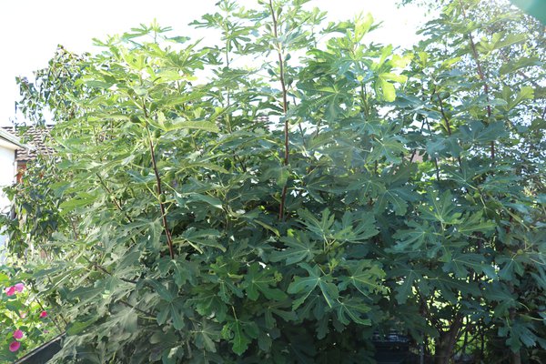 Sommerschnitt bei Feigen Lubera Herbstfeigenbaum Sommer