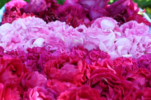 Rosen fr Sirup, Sirup-Rosen, Rosensirup, Historische Rose centifolia muscosa, 'Baron Girod de L'Ain', 'Rose de Resht', Duftrosen 'Pure Aroma', 'Adore Aroma'