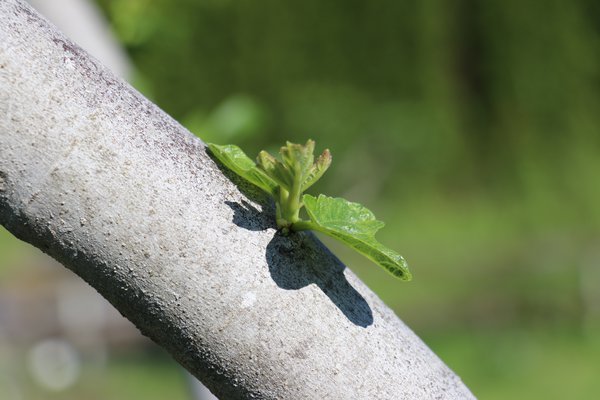 Feige, Knospe, spÃ¤ter dann ein Trieb