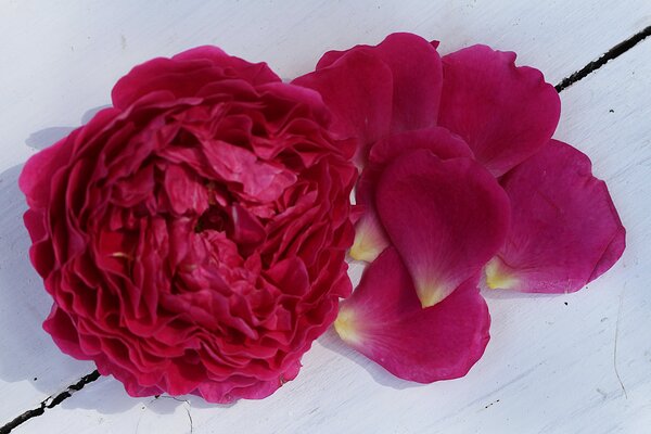 Rosenpetalen von Duftrose 'Pure Aroma', Rosensirup