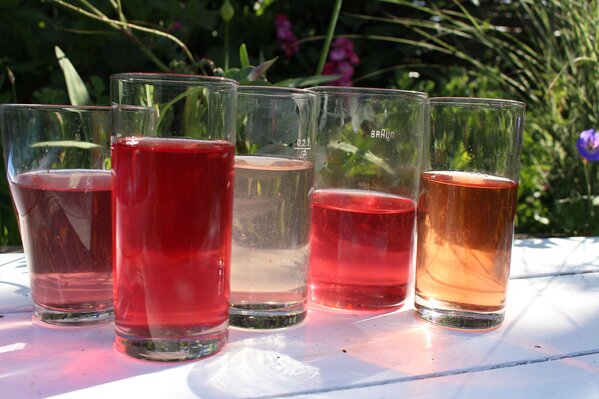 Rosen fr Sirup, Sirup-Rosen, Rosensirup, Historische Rose centifolia muscosa, 'Baron Girod de L'Ain', 'Rose de Resht', Duftrosen 'Pure Aroma', 'Adore Aroma'