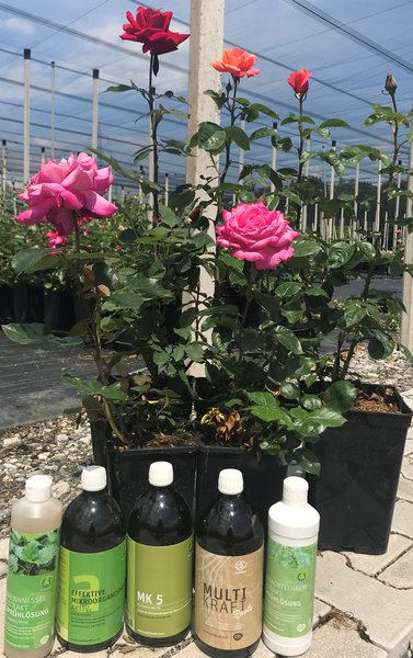 Rosenpflege mit Effektiven Mikroorganismen Pflanzenstrkungsmittel Lubera