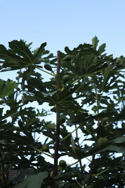 Sommerschnitt bei Feigen Lubera Feige Fruchttrieb nach Schnitt