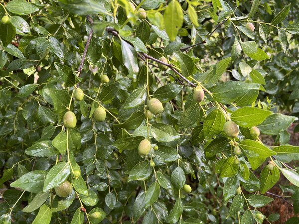 Chinesische Dattel 'Coco', Ziziphus jujube