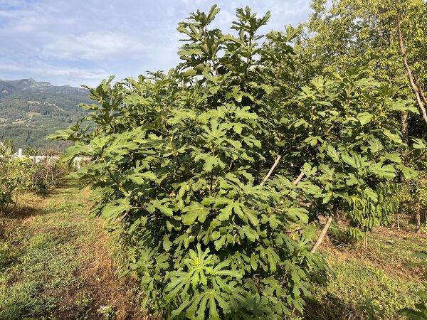 Feige 'Twotimer', Ficus carica