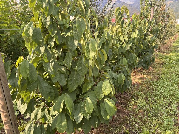 Pawpaw 'KSU Atwood', Asimina triloba