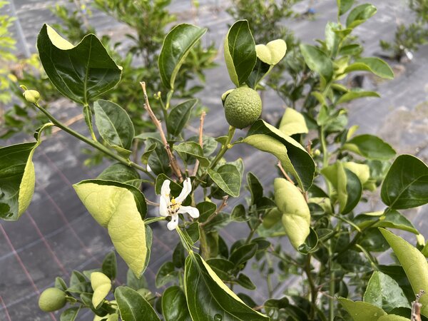 Grapefruit 'Trifeola'