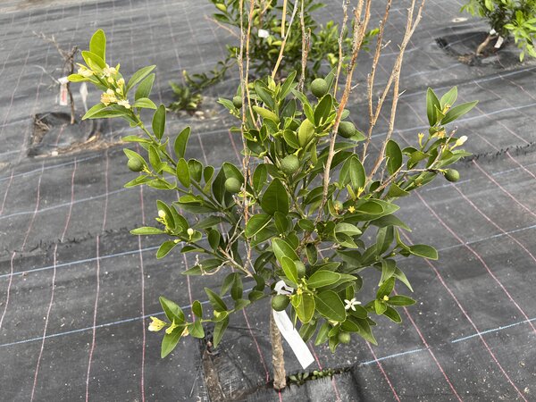 Mini-Orange 'Thomasville'