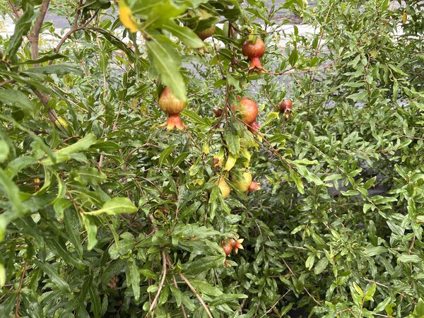Granapfel
