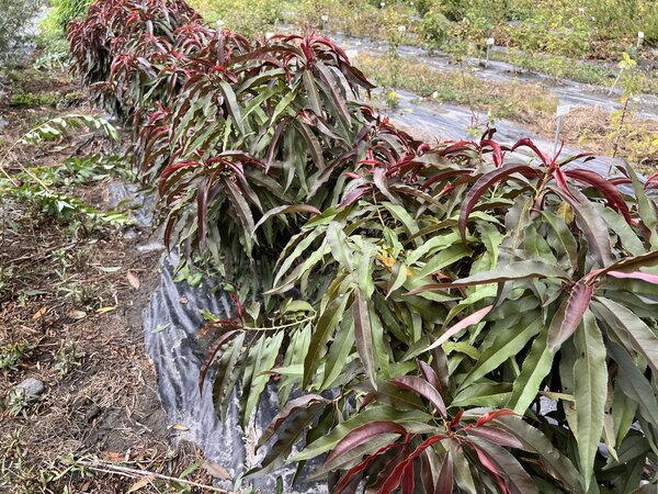 Minipfirsich Fruttoni Peachly 'Red', Prunus persica