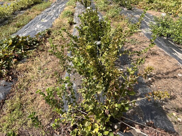 Stachelbeeren, Ribes uva-crispa, Trockenheit 2026