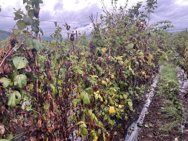 Himbeeren, Rubus idaeus, Trockenheit 2026