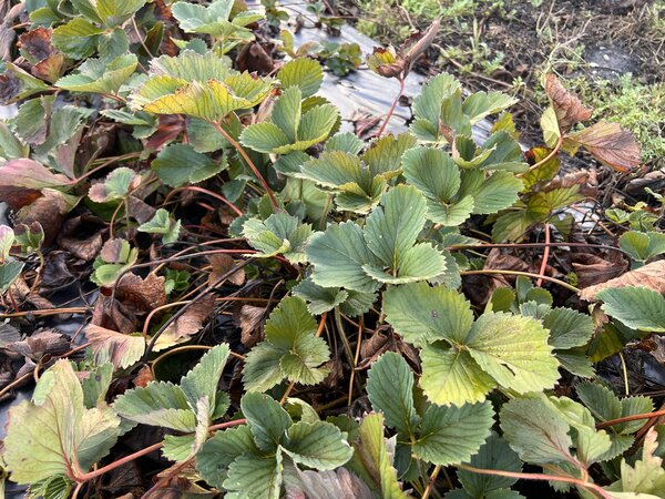 Erbeere 'Schweizer Herz', Fragaria x vescana, Trockenheit 2026