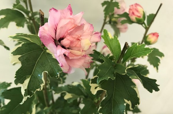 HIBISCUS syriacus Sugar Tip