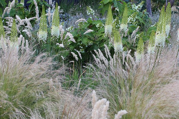 Blumenzwiebel-Trends 2026, Gr&auml;ser mit Steppenkerze (Eremurus)