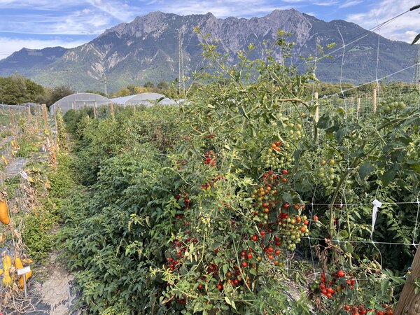 Lubera, Z&uuml;chtungsfeld, Tomaten
