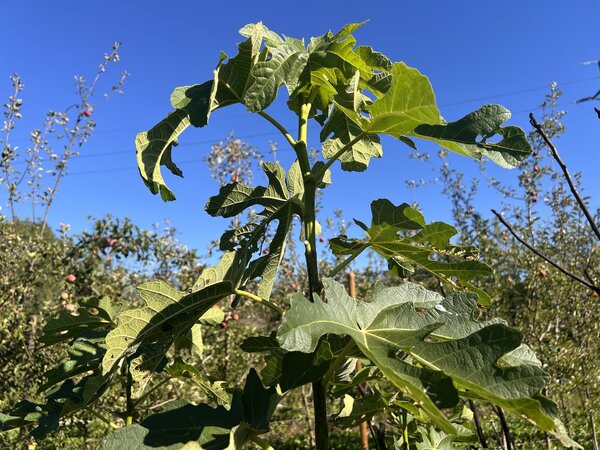 Feige, starkwachsend, Ficus carica