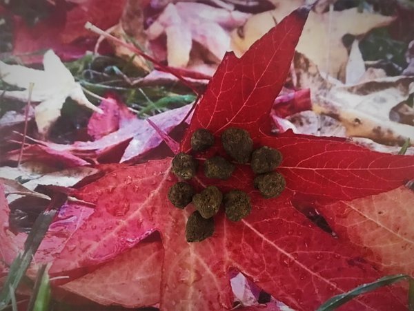 Winterlinge Eranthus