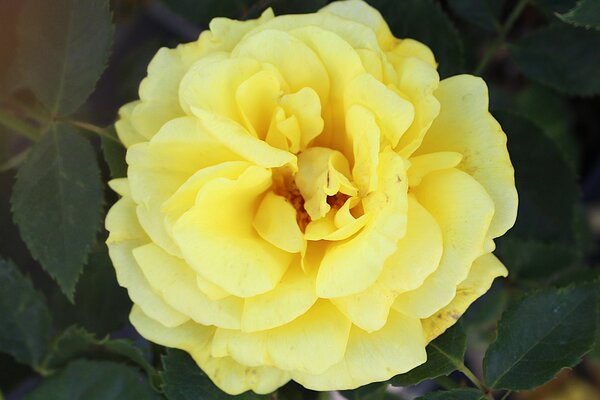Kletterrose Golden Showers