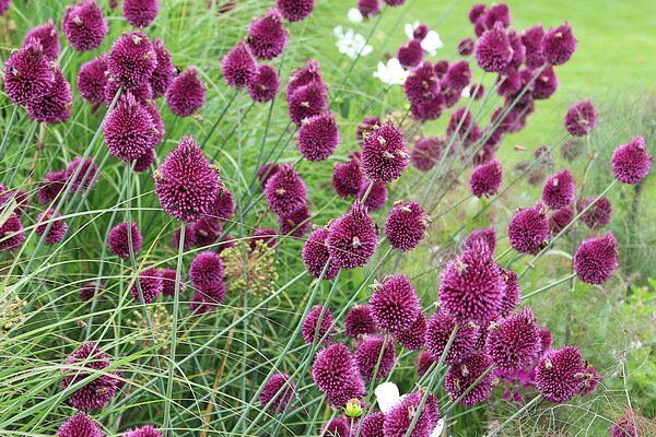 Trachtband mit Blumenzwiebeln, Allium sphaerocephalon