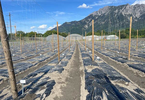 Z�chtung Buchs, Freilandtomaten, Mai 2026, frisch gepflanzt