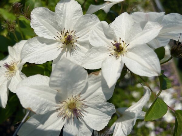 Clematis 'White Pearl', Blte (schlechte Auflsung)