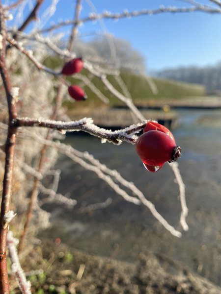 Winter rote Beeren berwintern Lubera Hagebutten