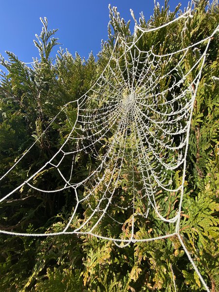 Spinnennetz gefroren Winter Lubera