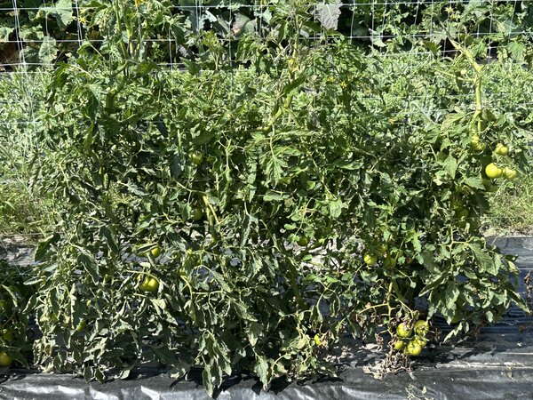 Freilandtomate