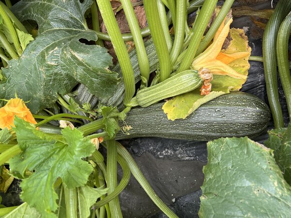 Zucchini, Costata Romanesco, Gestreifte Zuchini, Cucurbita pepo (CUC 24-02) Zucchini, Costata Romanesco, Gestreifte Zuchini, Cucurbita pepo (CUC 24-02)
