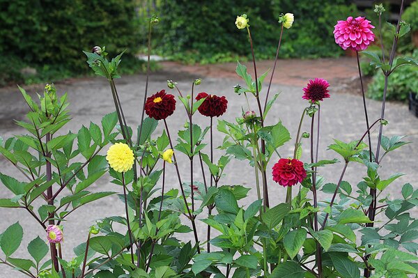 Dahlien zchten