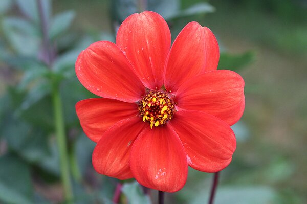 Dahlien zchten