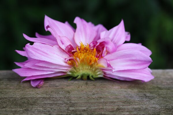 Dahlien zchten