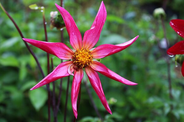 Dahlien zchten