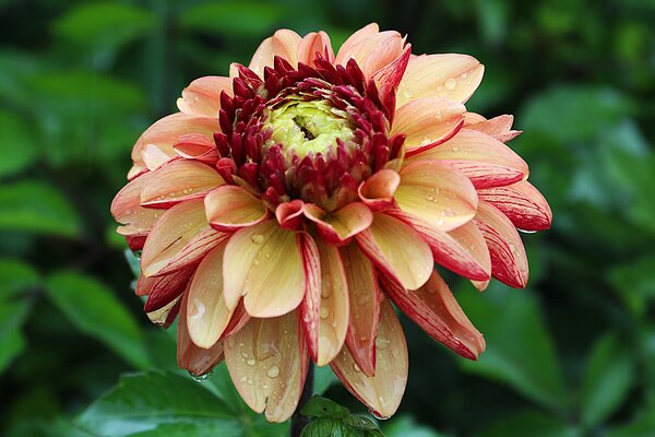 Dahlien zchten