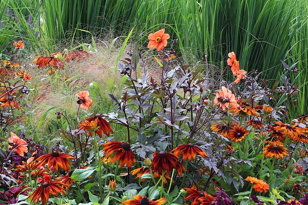 Dahlien kombinieren mit Stauden, Grsern und Sommerblumen